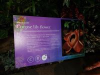 Albums/20200303-Kew Gardens/33